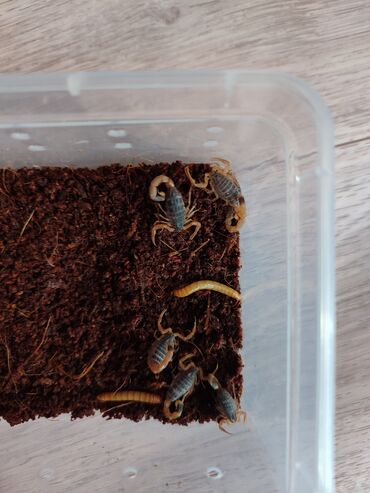 корм животным: Домашний питомец скорпион восточно азиатский горный скорпион