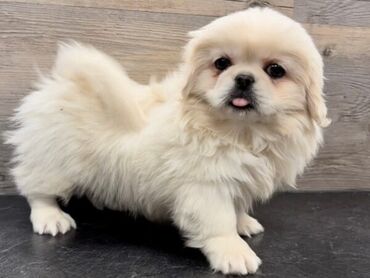 İtlər: Pekines, 6 ay, Erkek