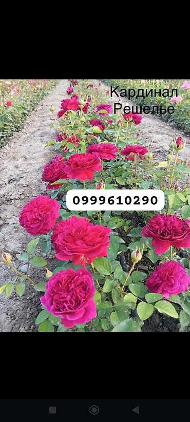 Rose saplings: Саженцы роз в контейнерах - Ассортимент садовых роз (разные сорта и — 33