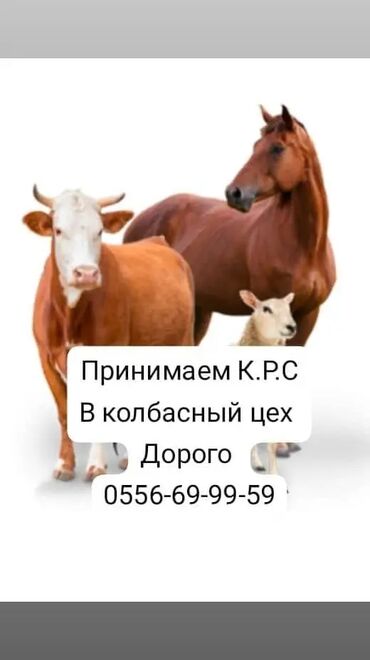 продажа овец: Продаю | Корова (самка), Бык (самец), Тёлка | Полукровка, Ангус, Герефорд