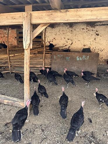 Индюки: Продаю | Индюшка (самка) | Бройлерная at lalafo.kg — 7 Индюки: Продаю | Индюшка (самка) | Бройлерная — 7