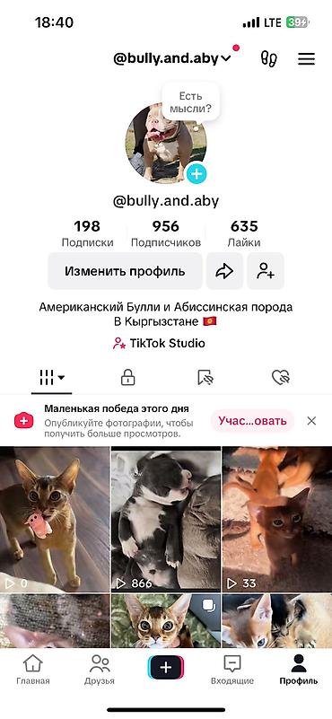 абиссины: Абиссинская порода- выставляются на бронирование редкие котята — 3