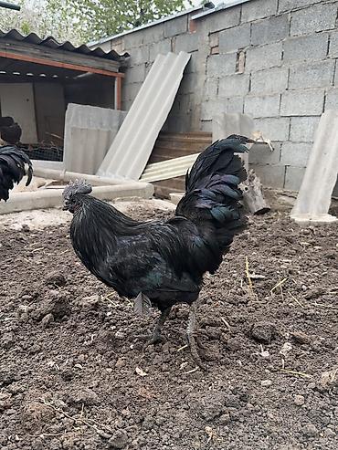 Куры, петухи: Продаю | Петух | Для разведения — 7