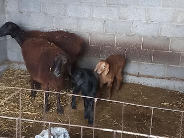 Баран, овца: Продаю | Овца (самка) | Для разведения | Матка — 8