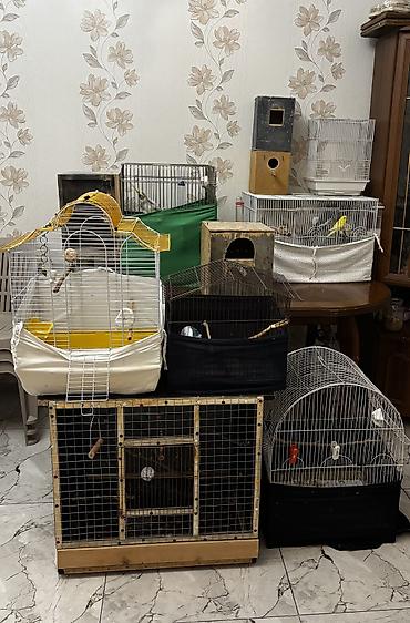 pidbul balası: 5 azndən başlayır hər ölçüde qefes var Böyük,orda,kiçik yuvalarıda — 1