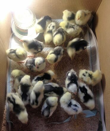 клетка для птицы: Цыплята Пушкинские порода привозная, суточные 150, двух недельные 200