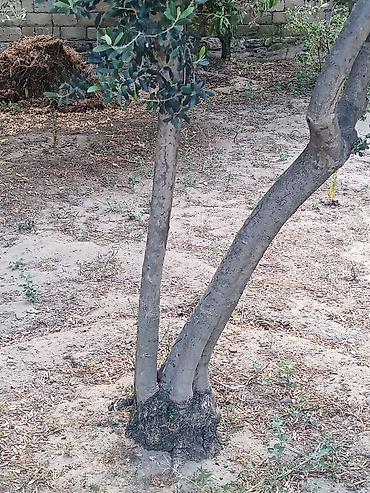 zeytun tursusu: 20+ Zeytun ağacı – həyət üçün məhsuldar, dekorativ növ(erkek) meyvesi — 2