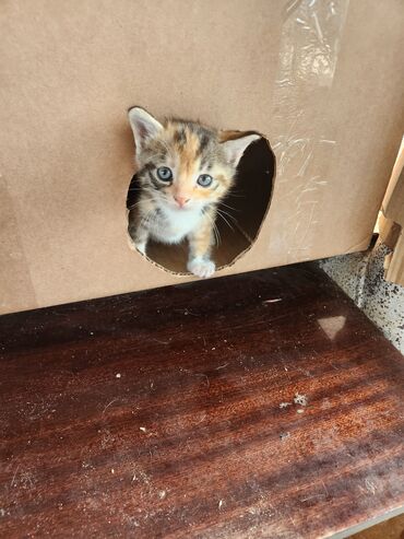 Pişiklər: Dişi — 6