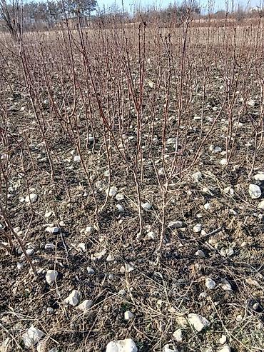 Другие фруктовые и ягодные растения: Ассаламу алайкум Турдуу кочоттор сатылат дыйканчылык озубуз — 7