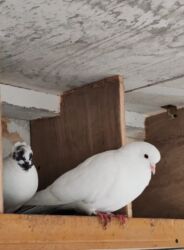 Göyərçinlər: Göyərçinlər satılır biri 10 manatdan. Birindən başqa-ayağı bol papışdı — 4