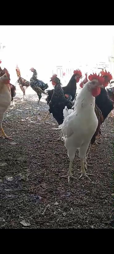 heyvanlarin satisi: Xoruz, il: >5 Pulsuz çatdırılma — 4