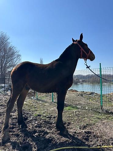 Лошади, кони: Продаю | Конь (самец), Жеребенок | Для разведения, Конный спорт at lalafo.kg — 11 Лошади, кони: Продаю | Конь (самец), Жеребенок | Для разведения, Конный спорт — 11