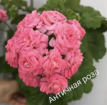 Герани и пеларгонии: Пеларгонии (герань зональная) — сортовые кустики в горшках — 15