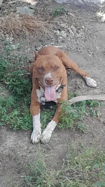 it satishi: Pitbul, 2 ay, Erkek
