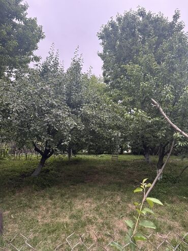 Torpaq sahələrinin satışı: Kənd təsərrüfatı, Kupça (Çıxarış) — 3