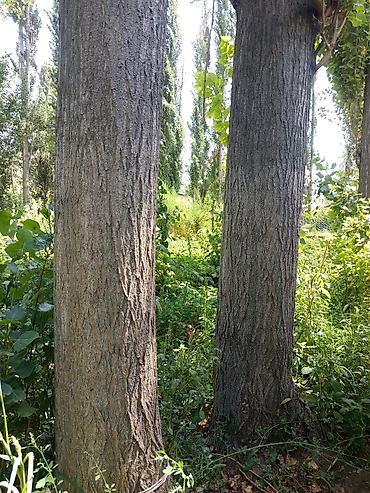 большой фикус: Саженцы — 1