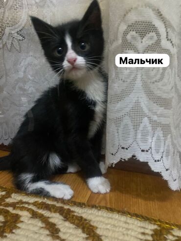 сибирский кот цена: Отдадим котят в добрые руки