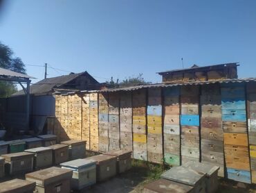 инструменты для пчеловодства: Предлагаем для продажи Пчела инвентарь Воскотопка Сушь Рамки с медом