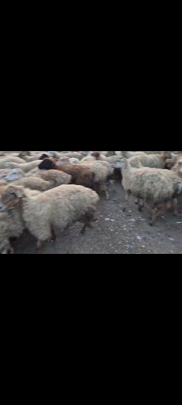 ucuz toyuq satisi: Satışda olan qoyunların hamısı boğazdı. Heyvanların saglamlıgına söz — 5