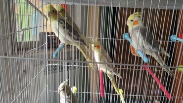 птицы и голуби: Попугаи Кареллы молодые хорошо обучаются