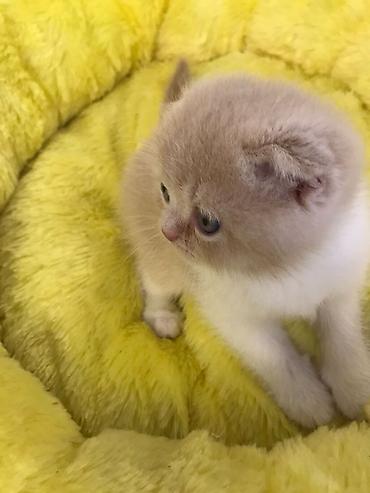 Кошки: Шотландская вислоухая — 4