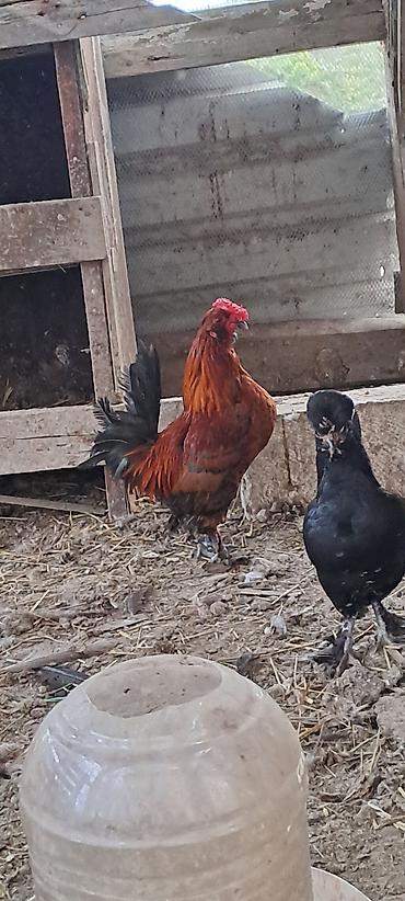 Toyuqlar: Toyuq, Damazlıq — 12