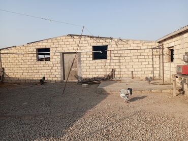 Kommersiya daşınmaz əmlakının satışı: 12 sotun içində Həyətyanı ferma satılır. 70 baş iri buynuzlu mal -da lalafo.az — 11 Kommersiya daşınmaz əmlakının satışı: 12 sotun içində Həyətyanı ferma satılır. 70 baş iri buynuzlu mal — 11