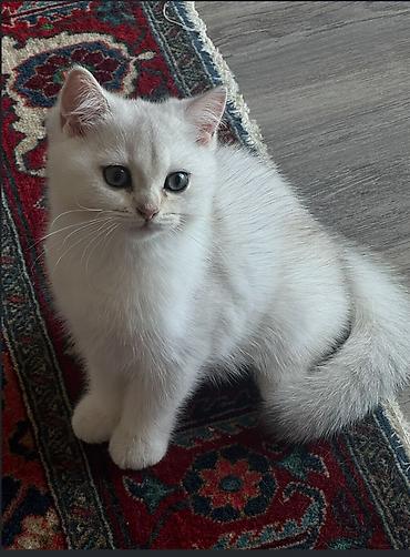 Şinşilla, Dişi, Yaxşı əllərə, Pulsuz çatdırılma lalafo.az -da Şinşilla, Dişi, Yaxşı əllərə, Pulsuz çatdırılma