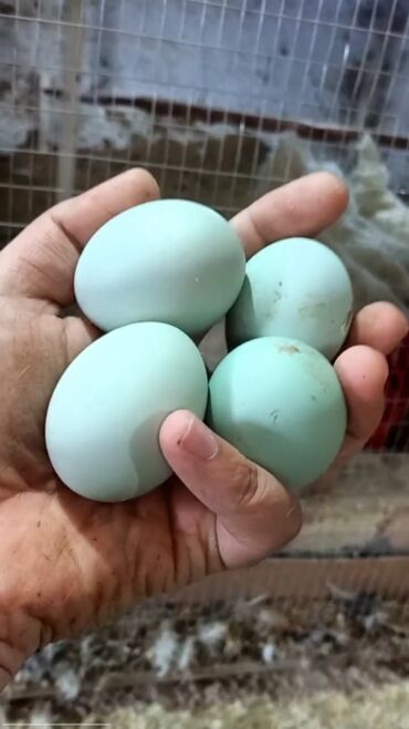 инкубационные яйца купить: Продаю | Инкубационные яйца | На забой, Для разведения, Несушки