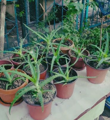 адениум саженцы купить: Алоэ и кактусы👈 🌵алоэ от 200 сом за один👈 🌵рассада кактуса "Красный