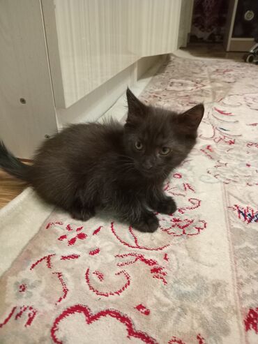 дом для кош: Отдаём котят в хорошие руки!Бесплатно! один мальчик одна девочка,к