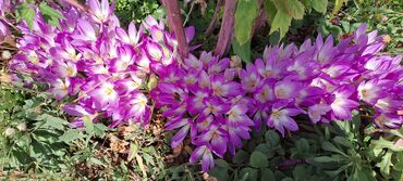 Садовые цветы и кустарники: Саженцы цветка: Клематисы — 3