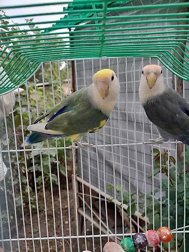 общитя: Пара неразлучников (Agapornis) в комплекте с клеткой и аксессуарами — 2
