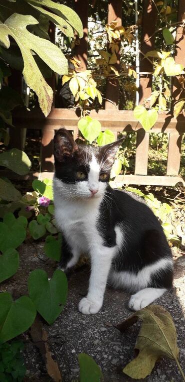 Mačke: Male mace NA POKLON! Idealna prilika za sve koji žele kućnog — 25