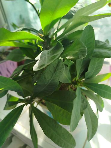 цветы замиокулькас: Замиокулькас (Zamioculcas zamiifolia) в горшке - Компактный куст с — 2