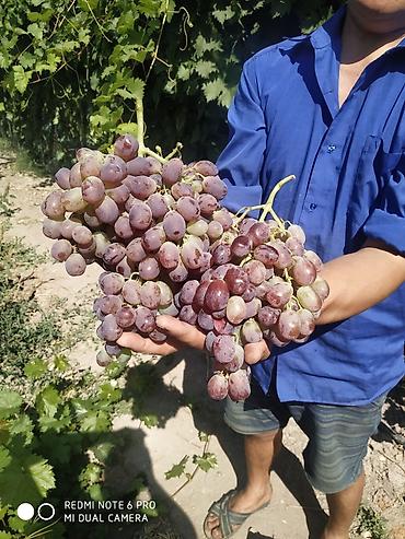 Виноград: Виноград — 4