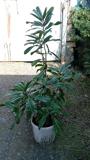 malc: Bitki: Magnolia grandiflora (həmişəyaşıl maqnoliya) – qapalı qabda - — 2