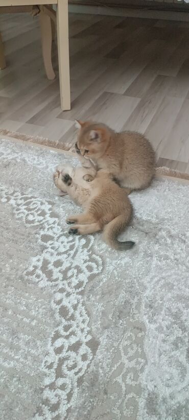 Pişiklər: Britan, Dişi, Yaxşı əllərə, Ünvandan götürmə, Ödənişli çatdırılma — 6