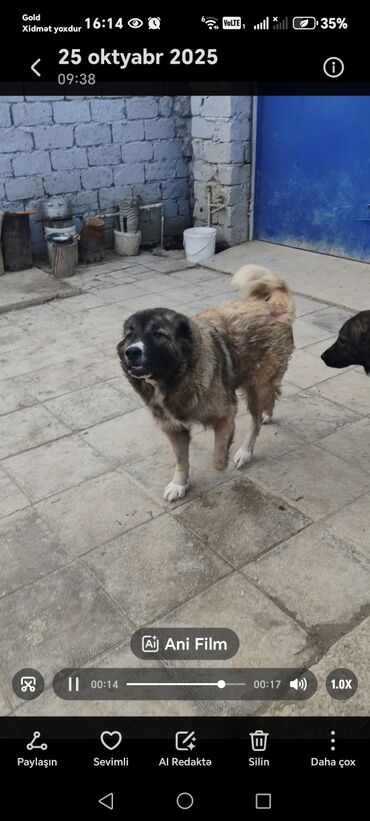 İtlər: Qafqaz çoban iti — 5