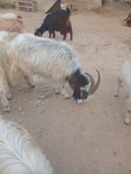 Keçi, çəpiş: Dişi, il: 1, 18 kq, Damazlıq — 3