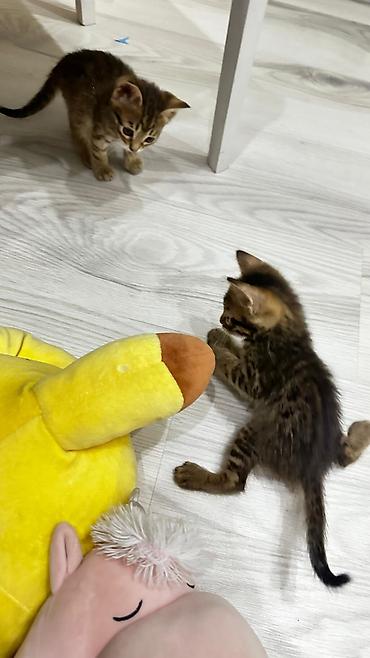 Продажа кошек: Домашние котята. Отец - бенгал. Мама - абессинка. - Возраст: 1,5 — 7