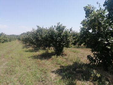 xacmaz rayonu seyidli kəndində torpaq sahəsi satılır: 100 sot, Kənd təsərrüfatı, Mülkiyyətçi, Kupça (Çıxarış)
