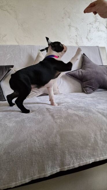 Psi: Na prodaju štenci rase BOSTON TERIJER, prekrasnih, zdravih roditelja na lalafo.rs — 18 Psi: Na prodaju štenci rase BOSTON TERIJER, prekrasnih, zdravih roditelja — 18