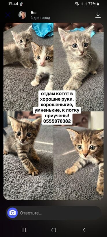 Отдам даром: Отдам котят в добрые руки! хорошенькие, игривые, к лотку приучены
