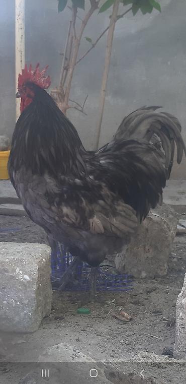 qus iran: Boz-qara rəng çalarlarında, iri bədənli xoruz. - Güclü, hündür — 2
