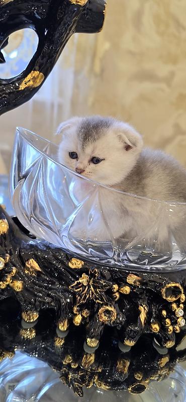 ragdoll pisik: Şınşıla cins pişiklər həm dişi həm erkek . öz pişiyimin balalarıdı — 1