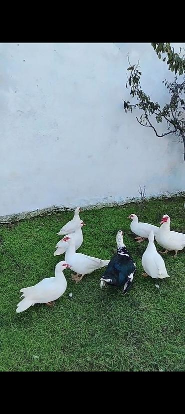 erkek pişik: Ana Lal ördəklər satılır istəyən olsa yazsın videosunu atım baxın real — 5