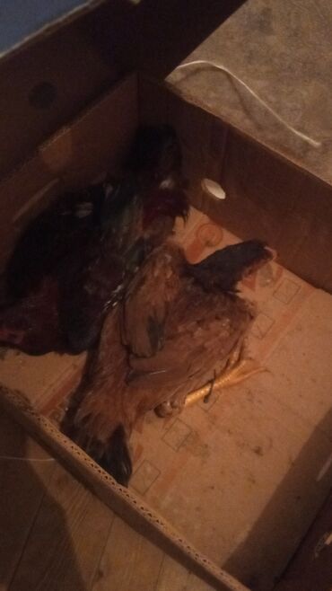 купить цыплят несушек: Куриные цыплята, Для мяса