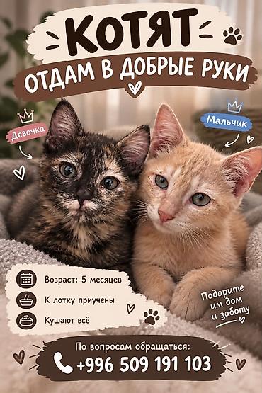 щенки корги: Отдам даром котят в добрые руки! — 1