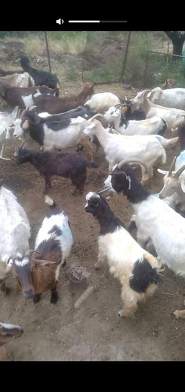 cins inek: 88 baş keçi satılır 13000-ə deyilir razılaşmaq olar — 5